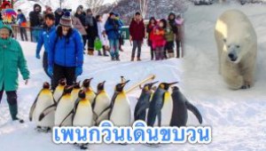 #พาชมความน่ารักของเพนกวินเดินขบวน @ สวนสัตว์ Asahiyama