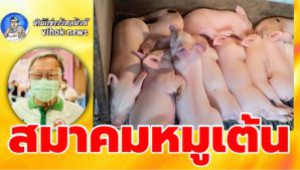 #สมาคมหมูเต้น ! ขวางนำเข้า อ้างเกรงสารปนเปื้อน ยันราคาหมูเหลือ110แล้ว